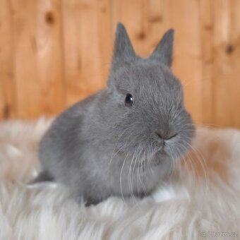 Vánoční nabídka zakrslých králíků - 3