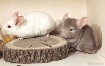 Činčila- dva samečci - 3