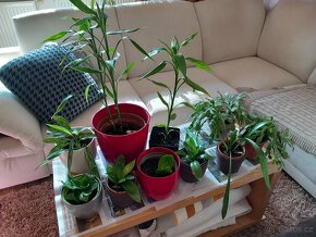 pokojové rostliny - 3