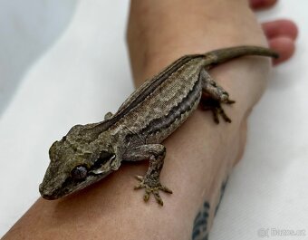 Pagekon hrbolkohlavý - Rhacodactylus auriculatus - 3
