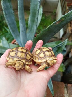 Želva ostruhatá, Geochelone Sulcata, mláďata - 3