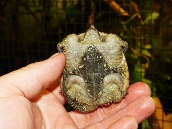Kajmanka dravá (Chelydra serpentina) - 3