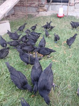 Ayam cemani - násadová vejce - 3