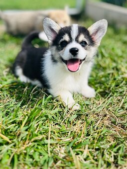 Welsh corgi pembroke s PP (FCI) - 3
