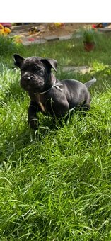 Cane Corso – kluci s PP hledají domov - 3