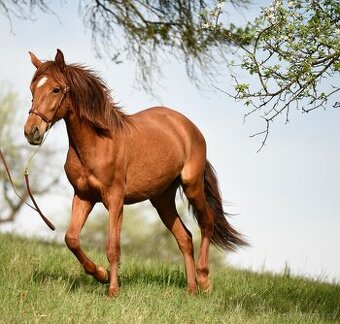 Lusitano klisna PSL 2 letá - 3