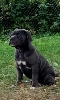 Cane Corso - 3