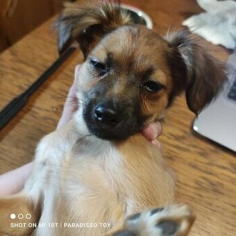 Ruský toy -PP FCI - 3