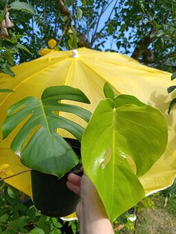 MONSTERA DELICIOSA - 3