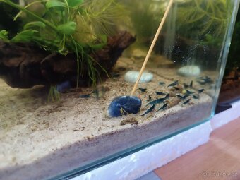 Krevetky Blue dream - 3