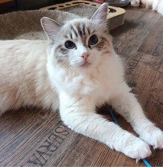 Kočičky ragdoll s PP - 3