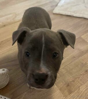 Americký stafordšírský teriér - 3