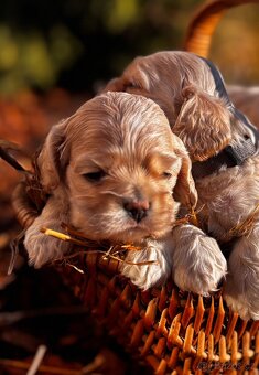 Americký kokršpaněl s PP - 3