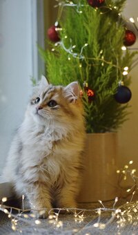 Sibiřská kočka s PP - 3