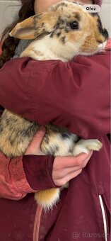 Zakrslý králíček beránek - 3