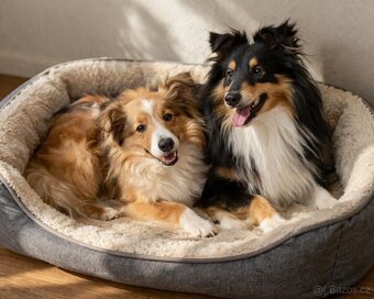 Sheltie - Sheltie - 3