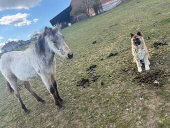 Štěně akita pejsek - 3