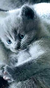 Britská modrá koťátka - 3