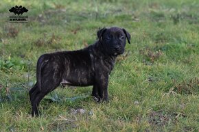 LUXUSNÍ společník - Uruguayský Cimarron s PP - 3