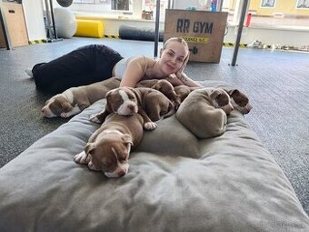 American Bully pocket TOP krevní linie - 3