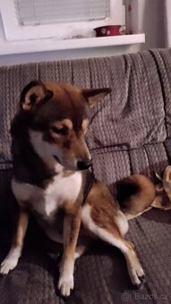 Fena shiba inu - 3