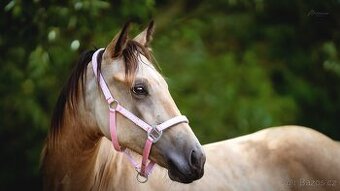 Buckskin klisna Quarter Horse, nominace Euro Futurity - 3