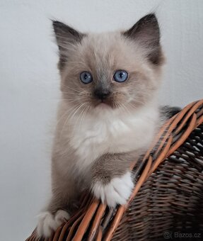 Koťátka ragdoll s PP - 3