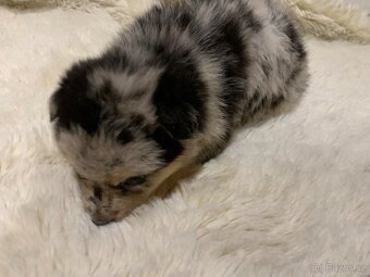 Bordel kolie merle - 3