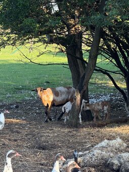 Kamerunské ovce - 3