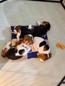 štěňata bígla s PP - 3