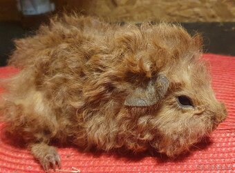 Prodám dlouhosrstá morčata lunkarye - 3