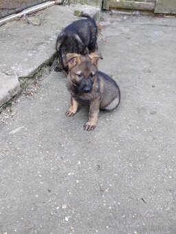 Německý ovčák - 3