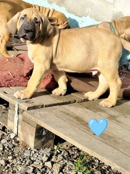 Brazilská fila s PP - 3