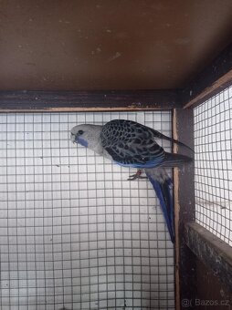 rosela penant  modrá - 3