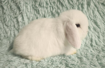 ⭐️ Vánoční ⭐️ Zakrslý beránek 🍀 S4 🍀 - 3