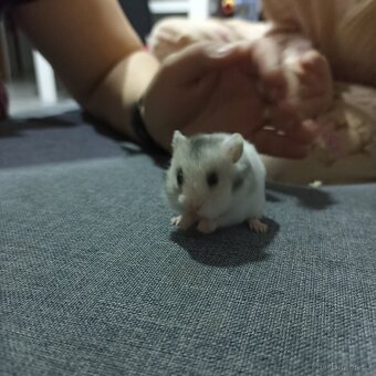 Mláďata křečka syrského - 3