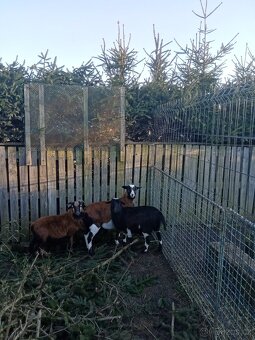 Kamerunská ovce - 3