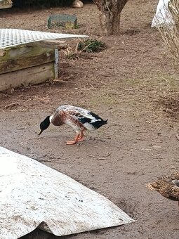 Prodám kačery ind.bežce - 3