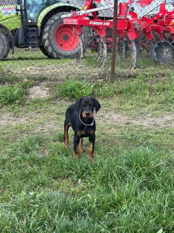 Doberman šteňa s FCI pôvodom - 3