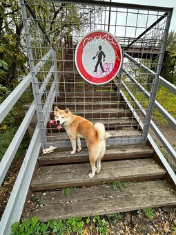 Pes akita inu ke krytí - 3