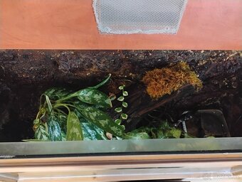Paludarium s pralesničkama - 3