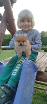 Špic pomeranian s pp - 3