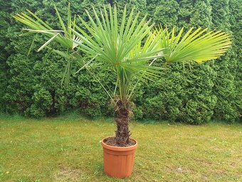 Palma Trachycarpus fortunei - 3