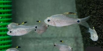 Parmičky - Oreichthys crenuchoides - 3