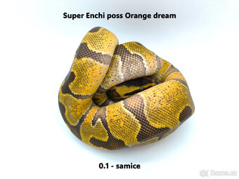Krajta královská (Python regius) - mláďata - 3