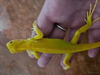 Iguana Iguana - Albino - 3