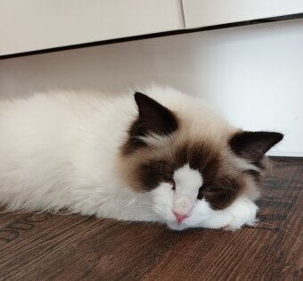 Kocourek ragdoll seal bicolor s PP - 3