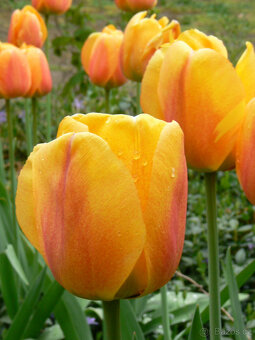 vysoké tulipány - žluté s růž. líčkem - 3