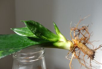 Tchynin jazyk, Sansevieria cv. Whitney - 3