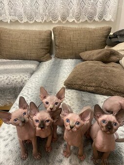 Sphynx - 3